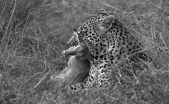 Leopard - Sabi Sand