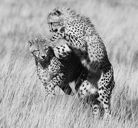 Londolozi Game Reserve