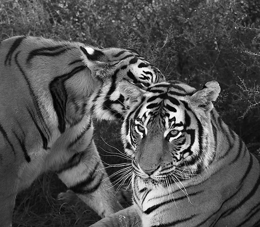 At Tiger Canyon (Karoo)