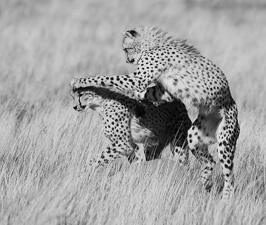 Londolozi Game Reserve