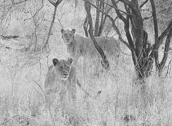 At Singita Lebombo