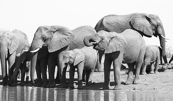 At Kruger NP