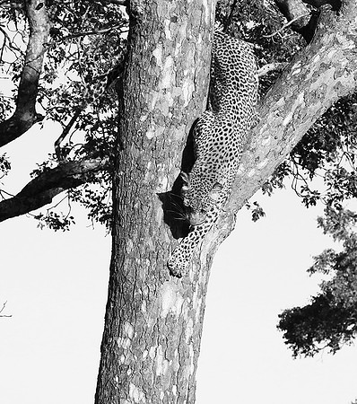 Malamala game reserve