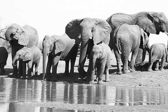 At Kruger NP