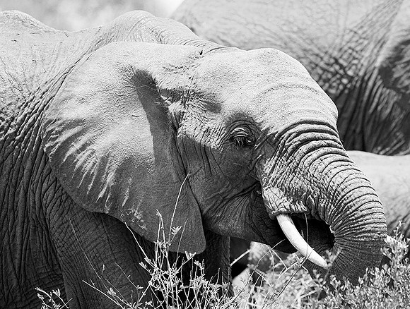 At Madikwe game reserve