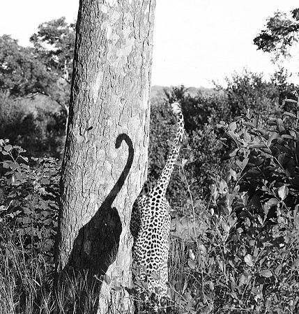 Malamala game reserve
