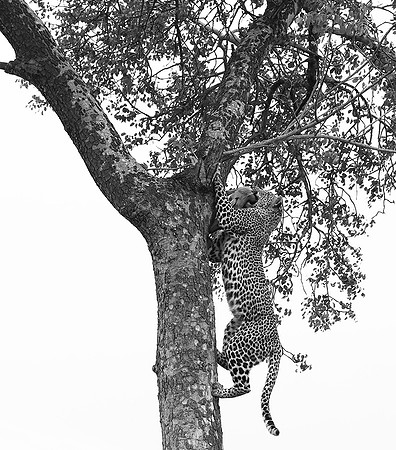 Leopard - Mala Mala