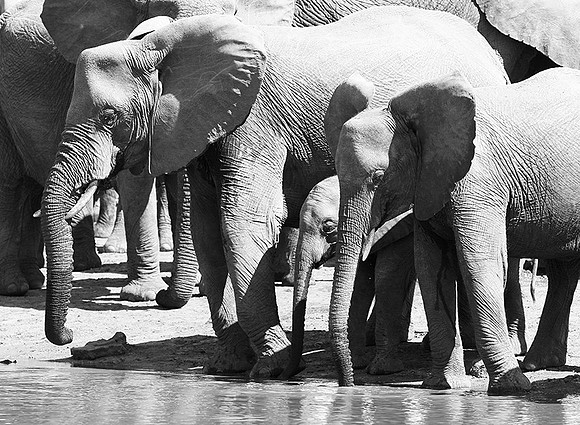At Kruger NP
