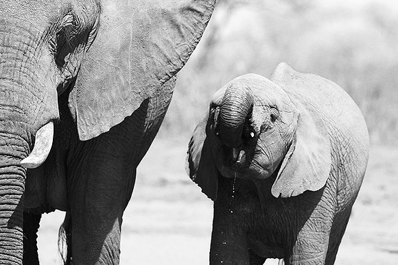 At Kruger NP