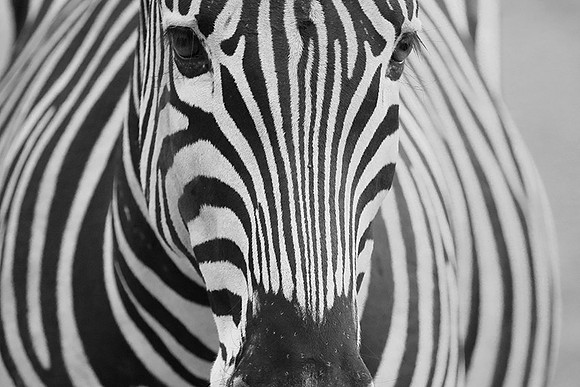 Burchel's zebra - Kruger NP -