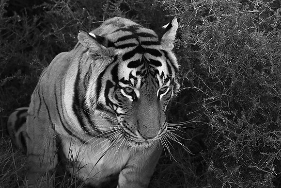 At Tiger Canyon (Karoo)