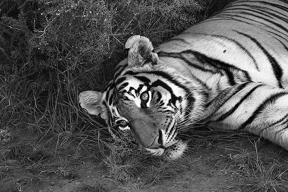 At Tiger Canyon (Karoo)