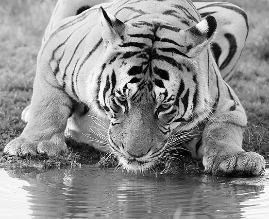 At Tiger Canyon (Karoo)