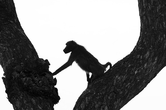 Baboons - Mala Mala