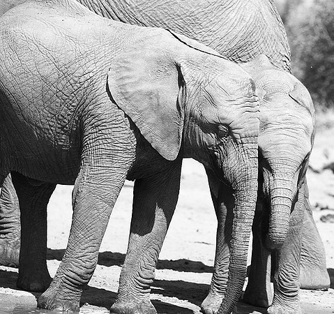 At Kruger NP