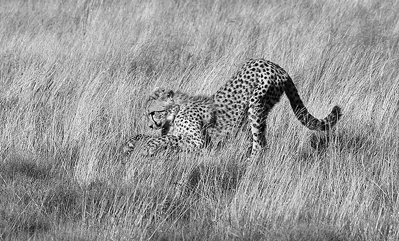 Londolozi Game Reserve