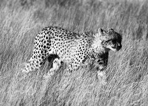 Londolozi Game Reserve
