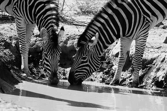 At Madikwe game reserve