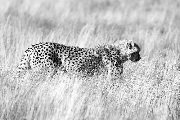 Londolozi Game Reserve