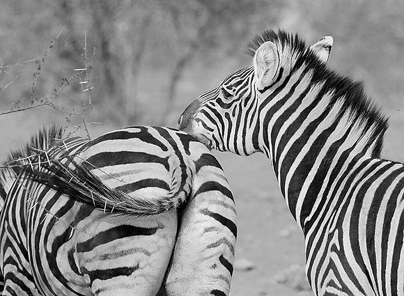 Burchel's zebra - Kruger NP -