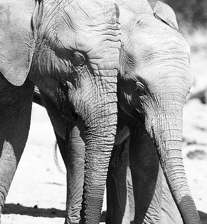 At Kruger NP