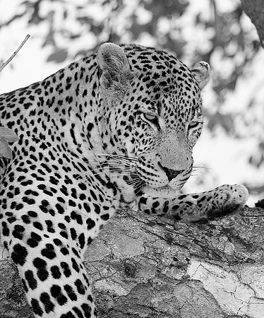Leopard at Mala Mala game reserve