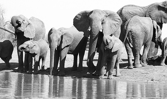 At Kruger NP
