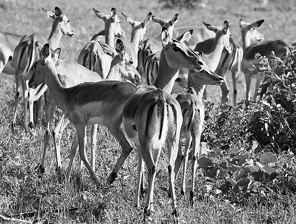 Impalas - Sabi Sand