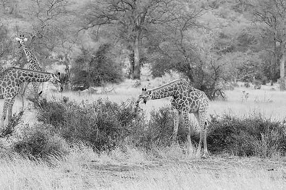At Kruger NP