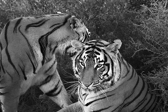 At Tiger Canyon (Karoo)