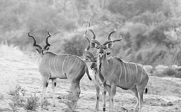 Kudu - Timbavati