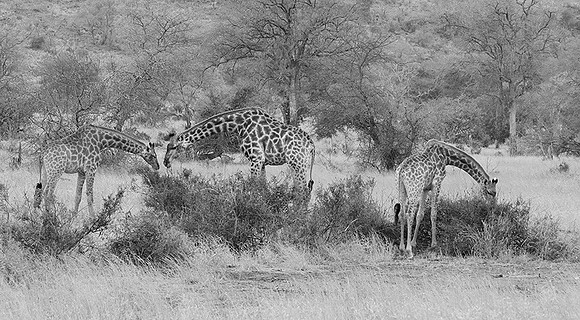 At Kruger NP