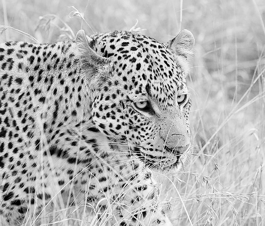 Leopard at Singita Lebombo