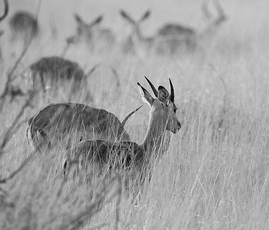 Impalas - Lebombo private concession