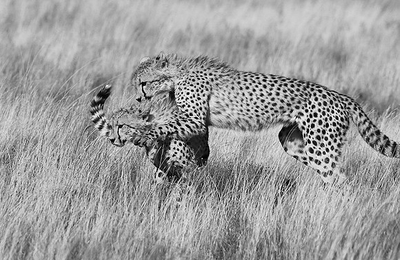 Londolozi Game Reserve