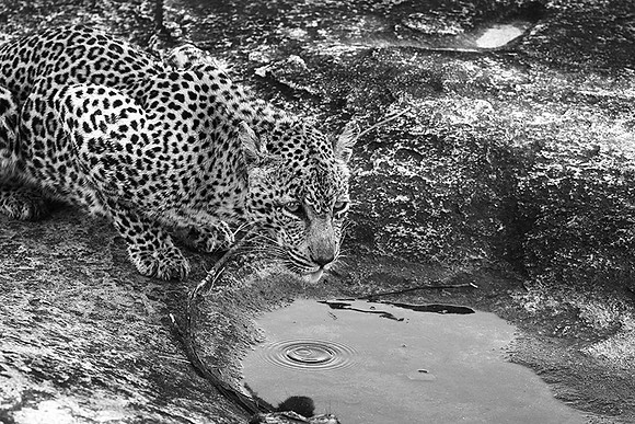 Malamala game reserve