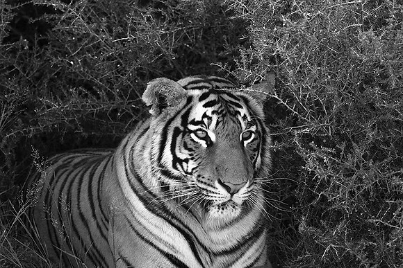 At Tiger Canyon (Karoo)
