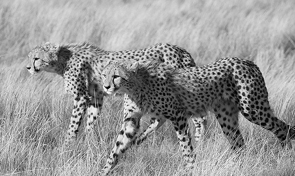 Londolozi Game Reserve