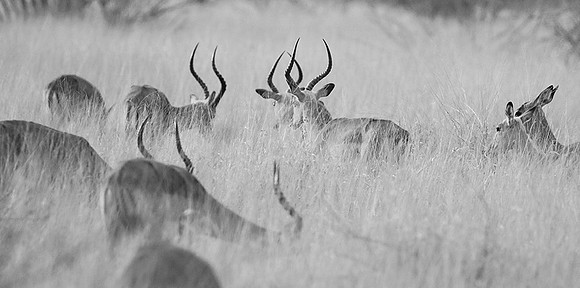 Impalas - Lebombo private concession