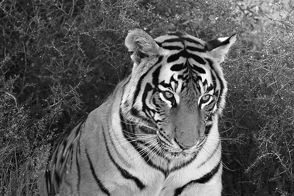 At Tiger Canyon (Karoo)
