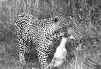 Leopard - Sabi Sand