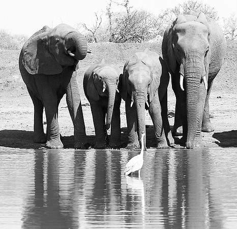 At Kruger NP