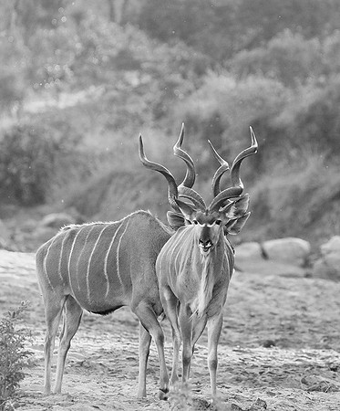 Kudu - Timbavati