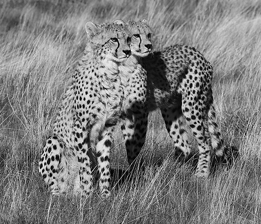 Londolozi Game Reserve