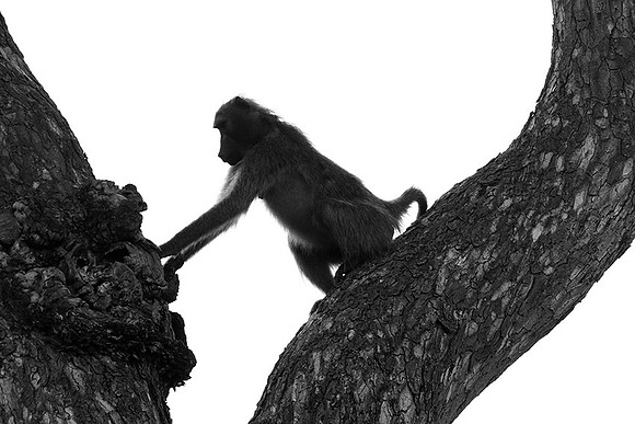 Baboons - Mala Mala