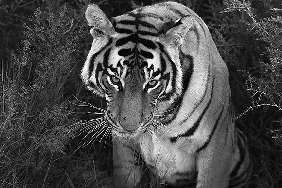 At Tiger Canyon (Karoo)
