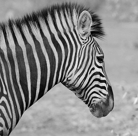 Burchel's zebra - Kruger NP -