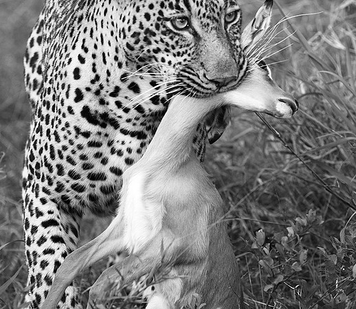 Leopard - Sabi Sand