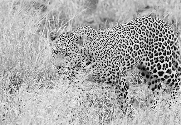 Leopard at Singita Lebombo