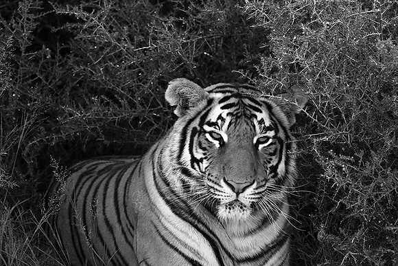 At Tiger Canyon (Karoo)
